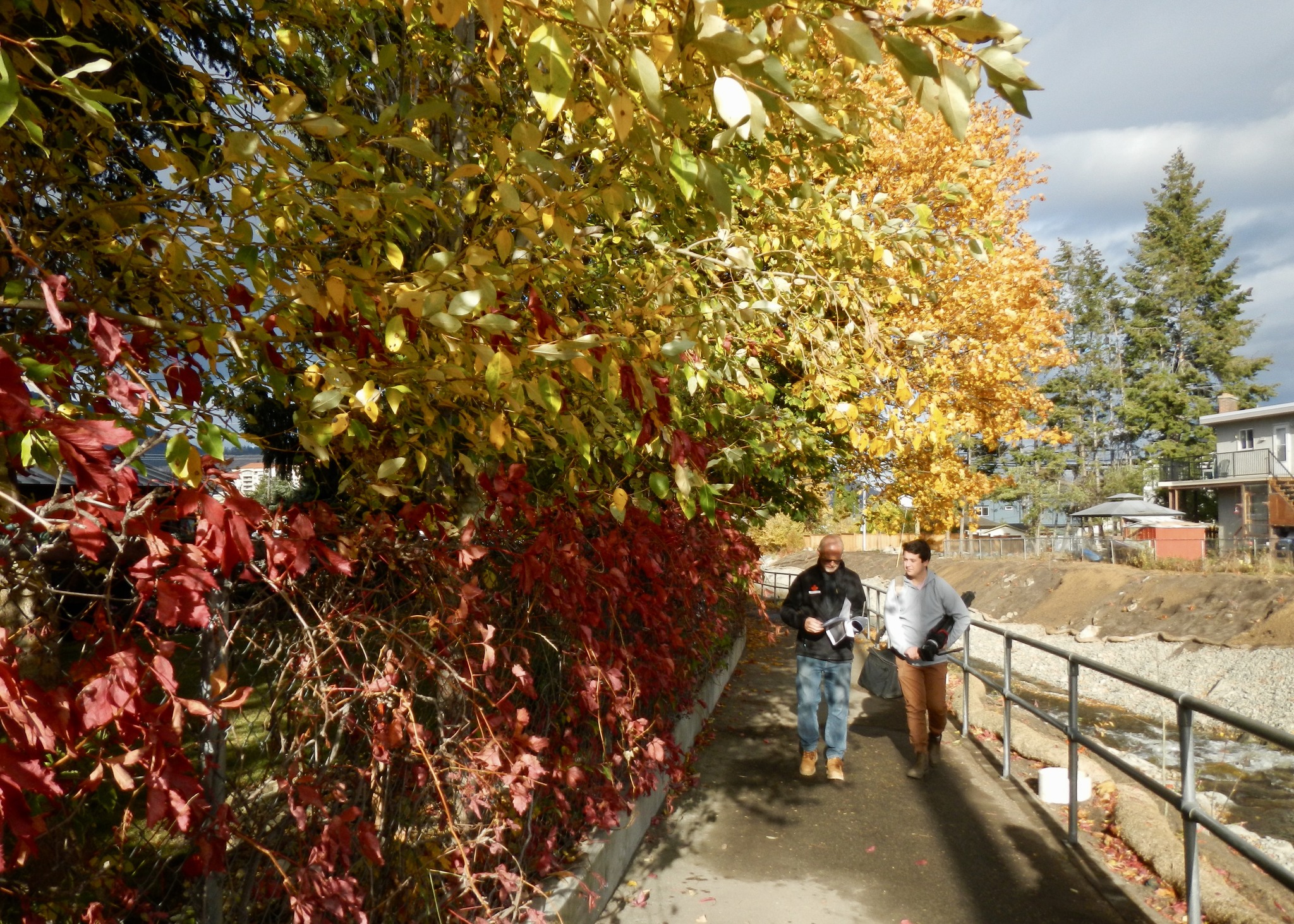 penticton-creek-trees3.jpeg