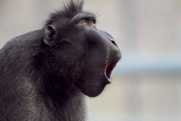 shot-baboon-making-noises_181624-44083.jpg